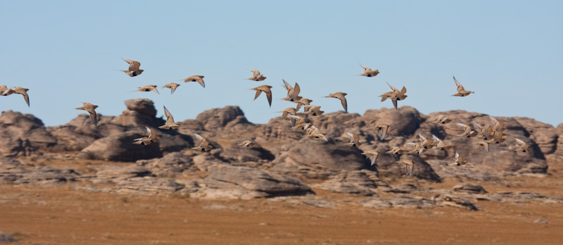 Daurian Partridge In Flight